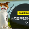 わんわん整体WanLife｜愛知・岐阜の犬の整体・メディセル筋膜リリース・温灸・食事療法｜BLOG｜犬の整体を知ってもらうこと