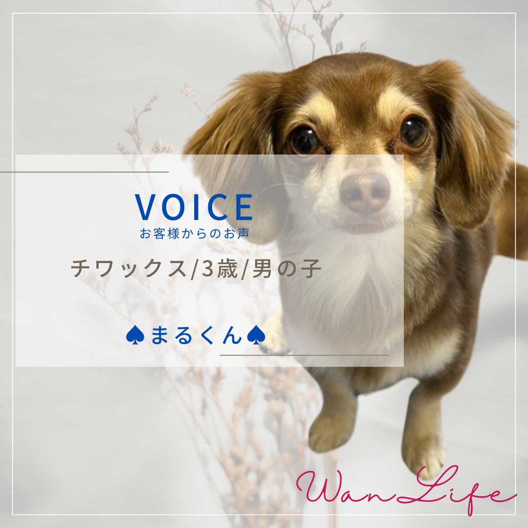 わんわん整体WanLife｜愛知・岐阜の犬の整体・メディセル筋膜リリース・オベロンアニマルスキャン・温灸・食事療法｜