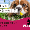 わんわん整体WanLife｜愛知・岐阜の犬の整体・メディセル筋膜リリース・オベロンアニマルスキャン・温灸・食事療法｜