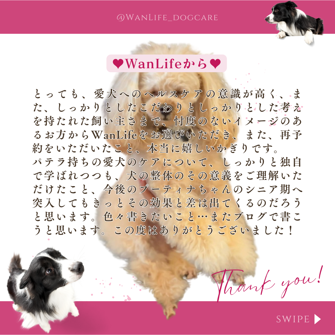 わんわん整体WanLife｜愛知・岐阜の犬の整体・メディセル筋膜リリース・オベロンアニマルスキャン・温灸・食事療法｜