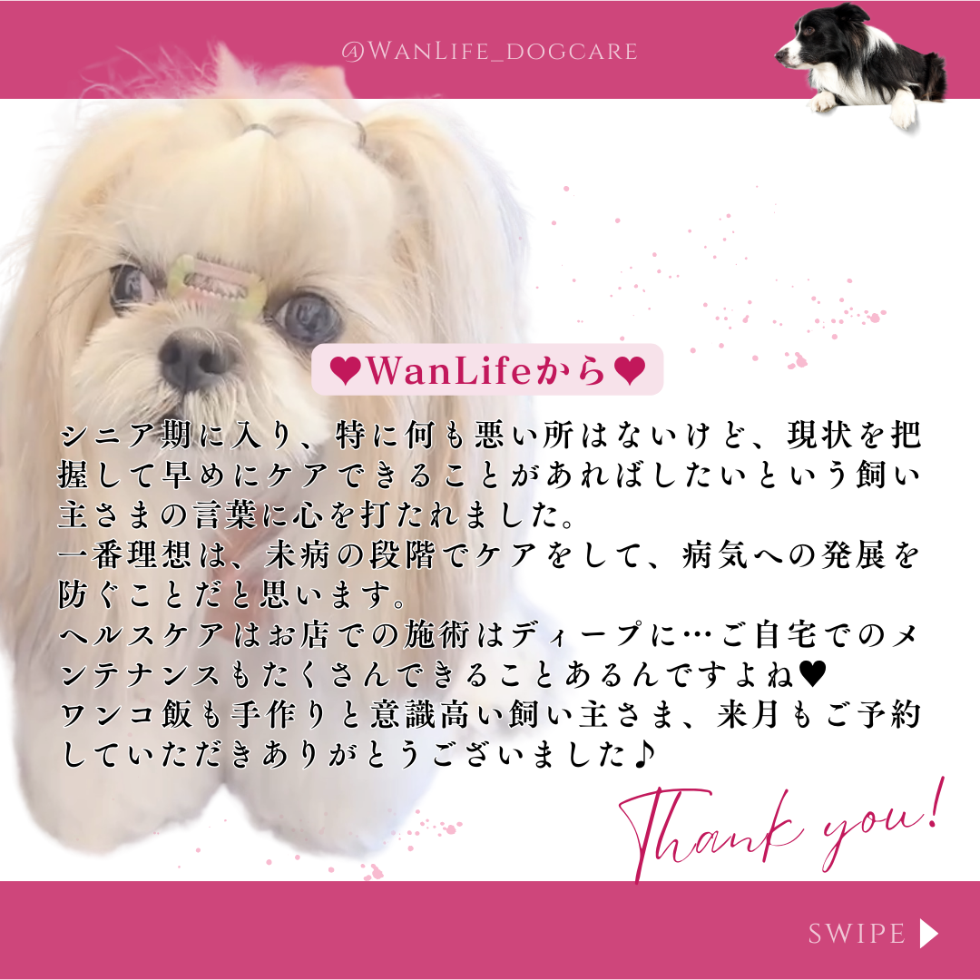 わんわん整体WanLife｜愛知・岐阜の犬の整体・メディセル筋膜リリース・オベロンアニマルスキャン・温灸・食事療法｜