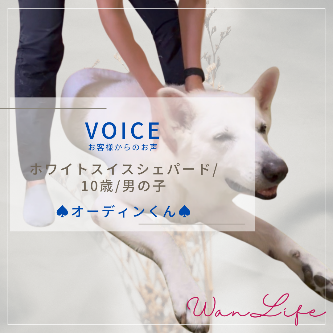 わんわん整体WanLife｜愛知・岐阜の犬の整体・メディセル筋膜リリース・オベロンアニマルスキャン・温灸・食事療法｜