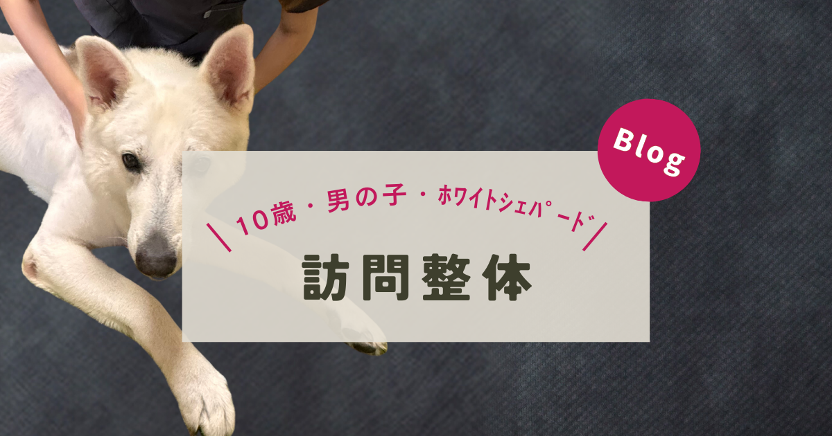 わんわん整体WanLife｜愛知・岐阜の犬の整体・メディセル筋膜リリース・オベロンアニマルスキャン・温灸・食事療法｜