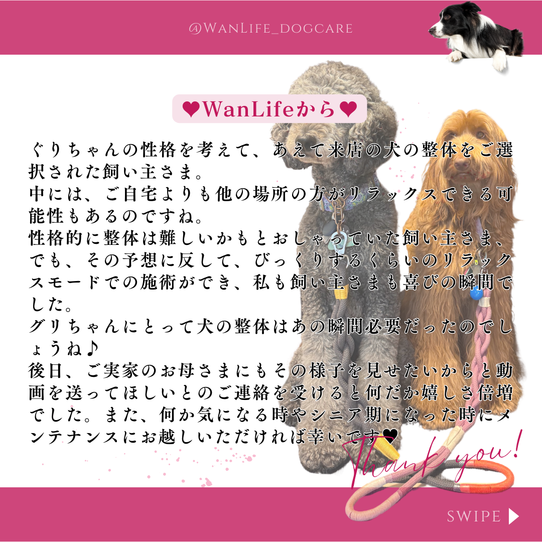 わんわん整体WanLife｜愛知・岐阜の犬の整体・メディセル筋膜リリース・オベロンアニマルスキャン・温灸・食事療法｜