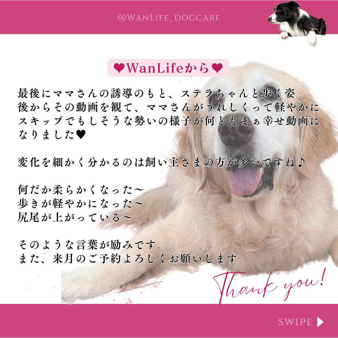 わんわん整体WanLife｜愛知・岐阜の犬の整体・メディセル筋膜リリース・オベロンアニマルスキャン・温灸・食事療法｜