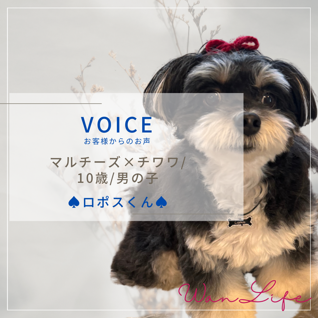 わんわん整体WanLife｜愛知・岐阜の犬の整体・メディセル筋膜リリース・オベロンアニマルスキャン・温灸・食事療法｜