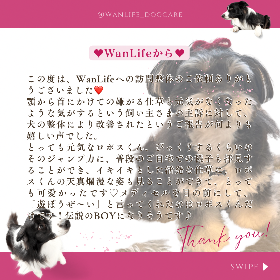 わんわん整体WanLife｜愛知・岐阜の犬の整体・メディセル筋膜リリース・オベロンアニマルスキャン・温灸・食事療法｜