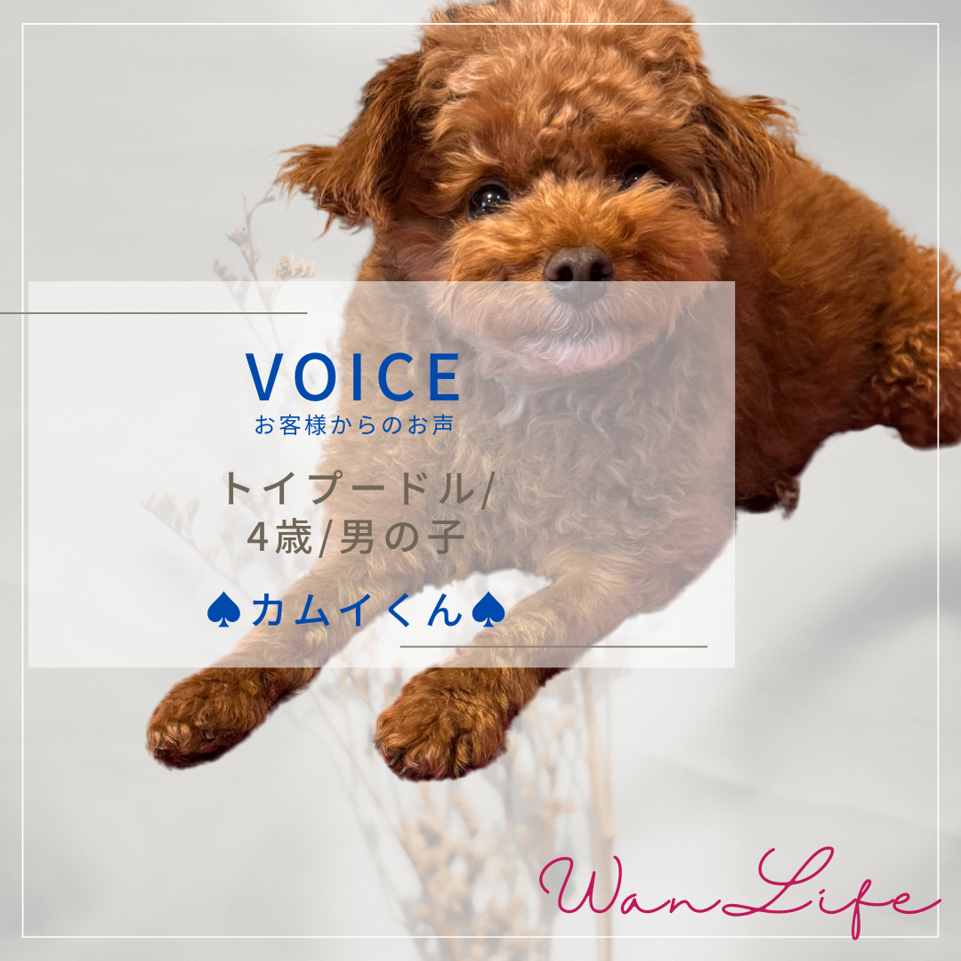 わんわん整体WanLife｜愛知・岐阜の犬の整体・メディセル筋膜リリース・オベロンアニマルスキャン・温灸・食事療法｜