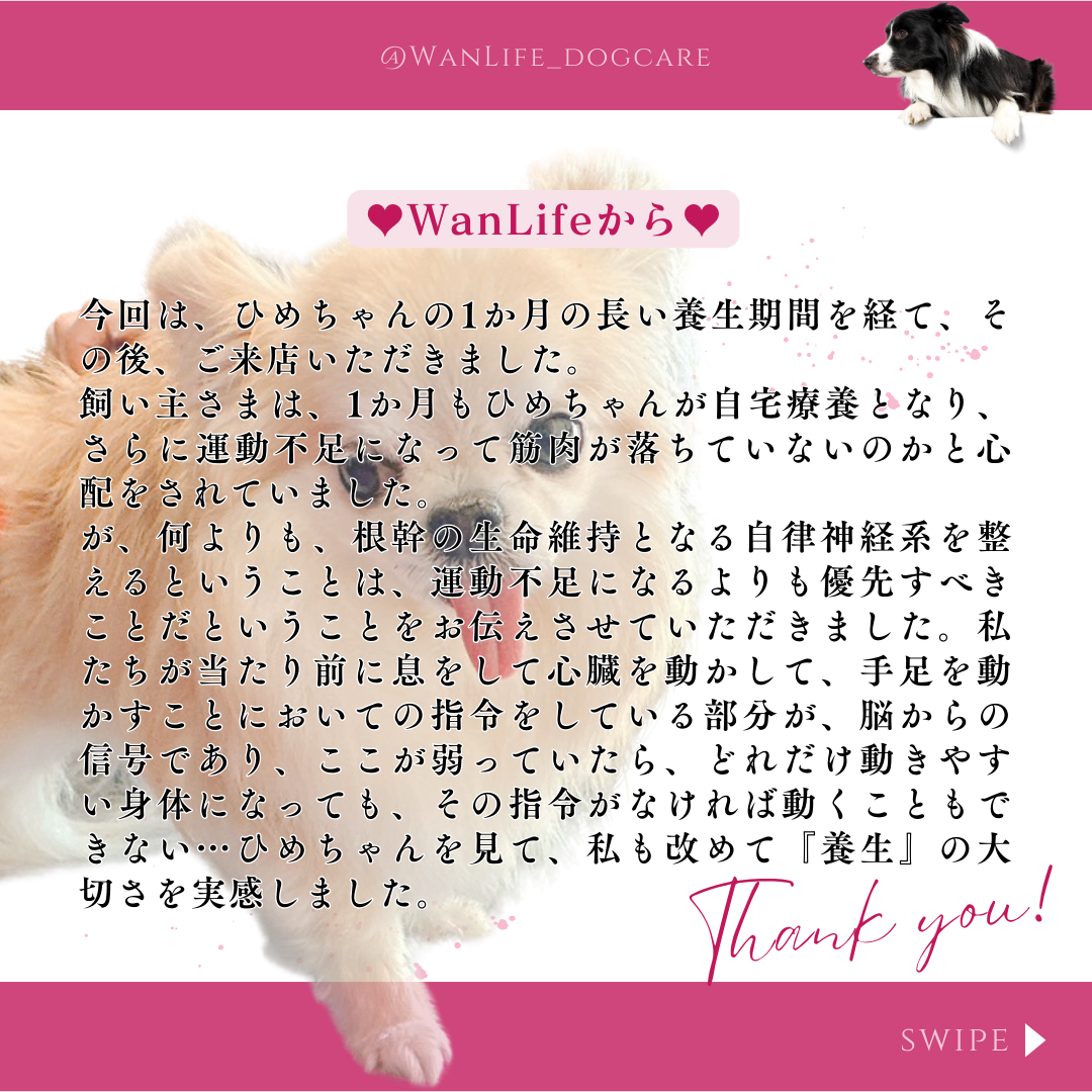 わんわん整体WanLife｜愛知・岐阜の犬の整体・メディセル筋膜リリース・オベロンアニマルスキャン・温灸・食事療法｜