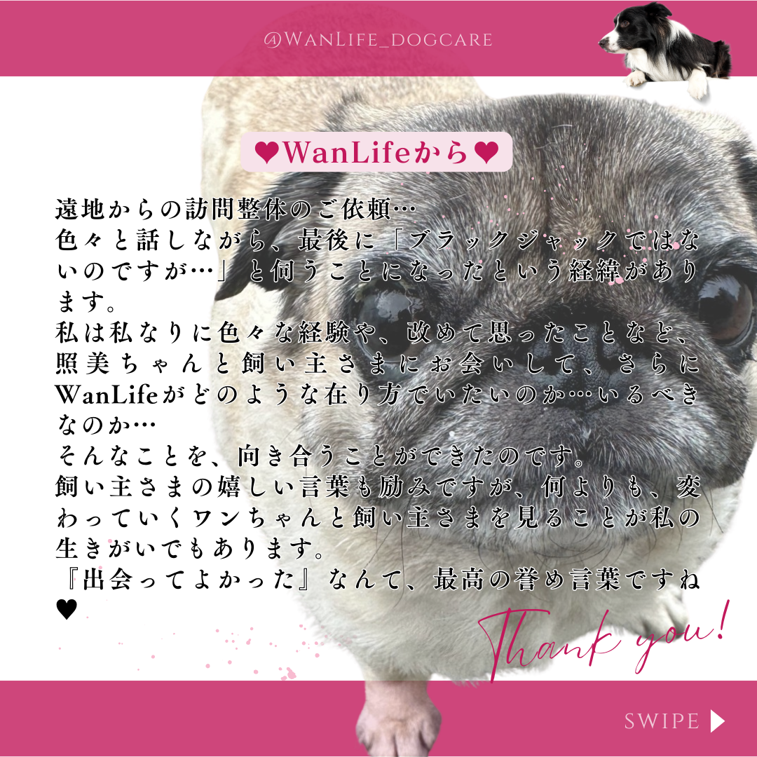 わんわん整体WanLife｜愛知・岐阜の犬の整体・メディセル筋膜リリース・オベロンアニマルスキャン・温灸・食事療法｜