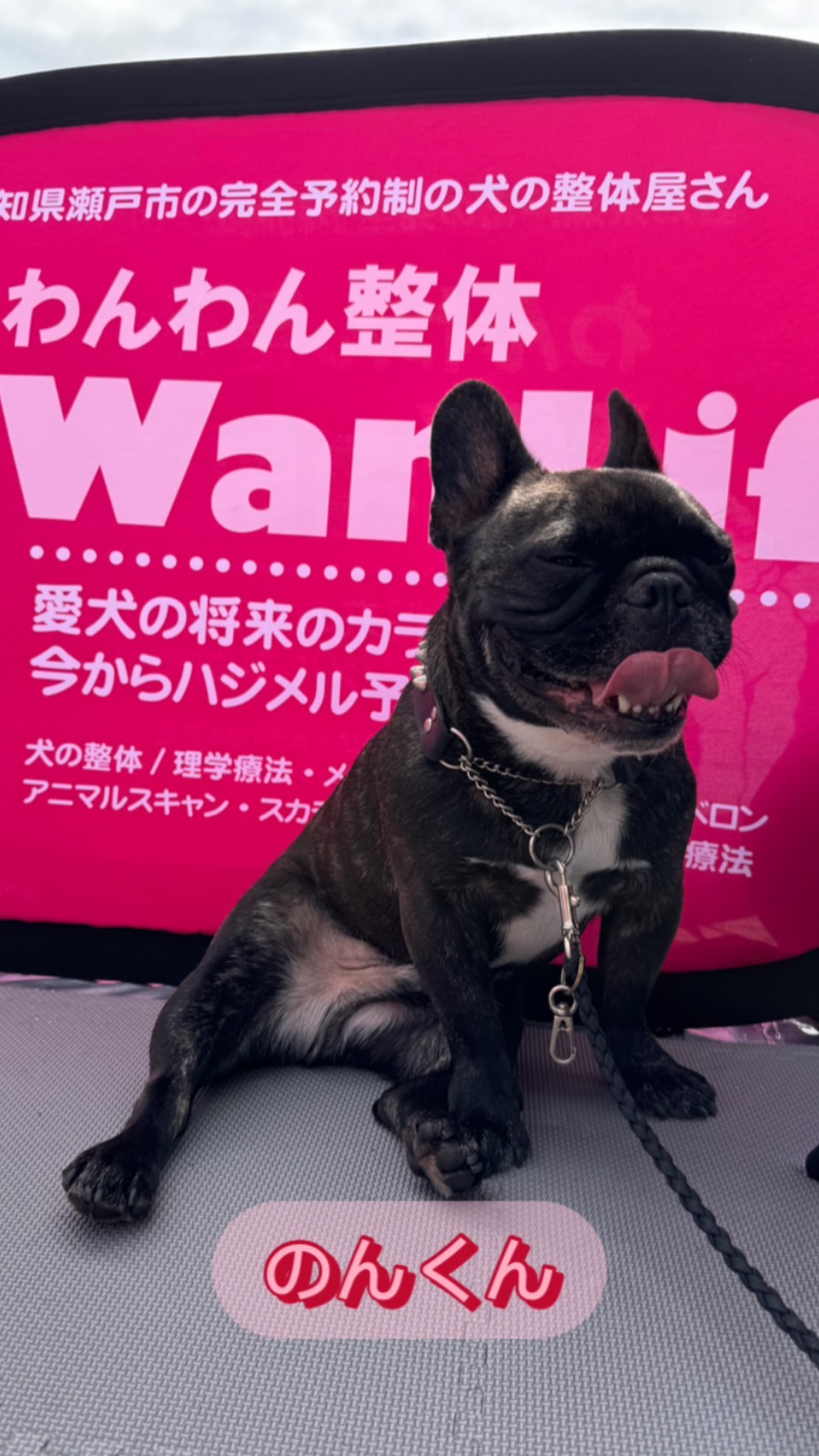 わんわん整体WanLife｜愛知・岐阜の犬の整体・メディセル筋膜リリース・オベロンアニマルスキャン・温灸・食事療法｜