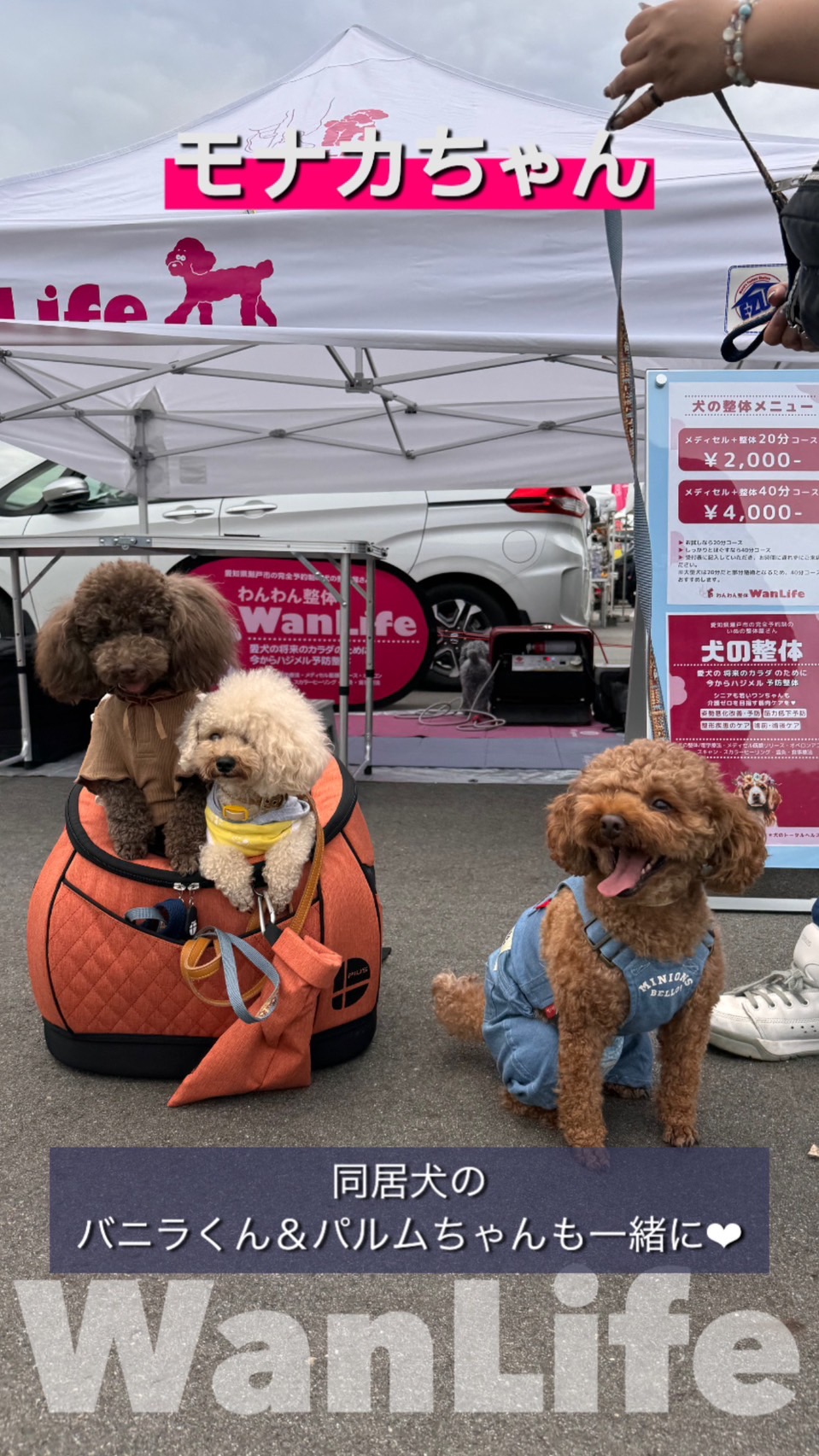 わんわん整体WanLife｜愛知・岐阜の犬の整体・メディセル筋膜リリース・オベロンアニマルスキャン・温灸・食事療法｜