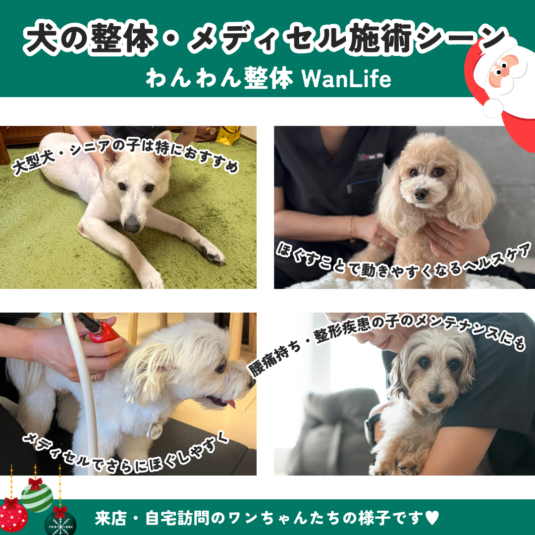 わんわん整体WanLife｜愛知・岐阜の犬の整体・メディセル筋膜リリース・オベロンアニマルスキャン・温灸・食事療法｜