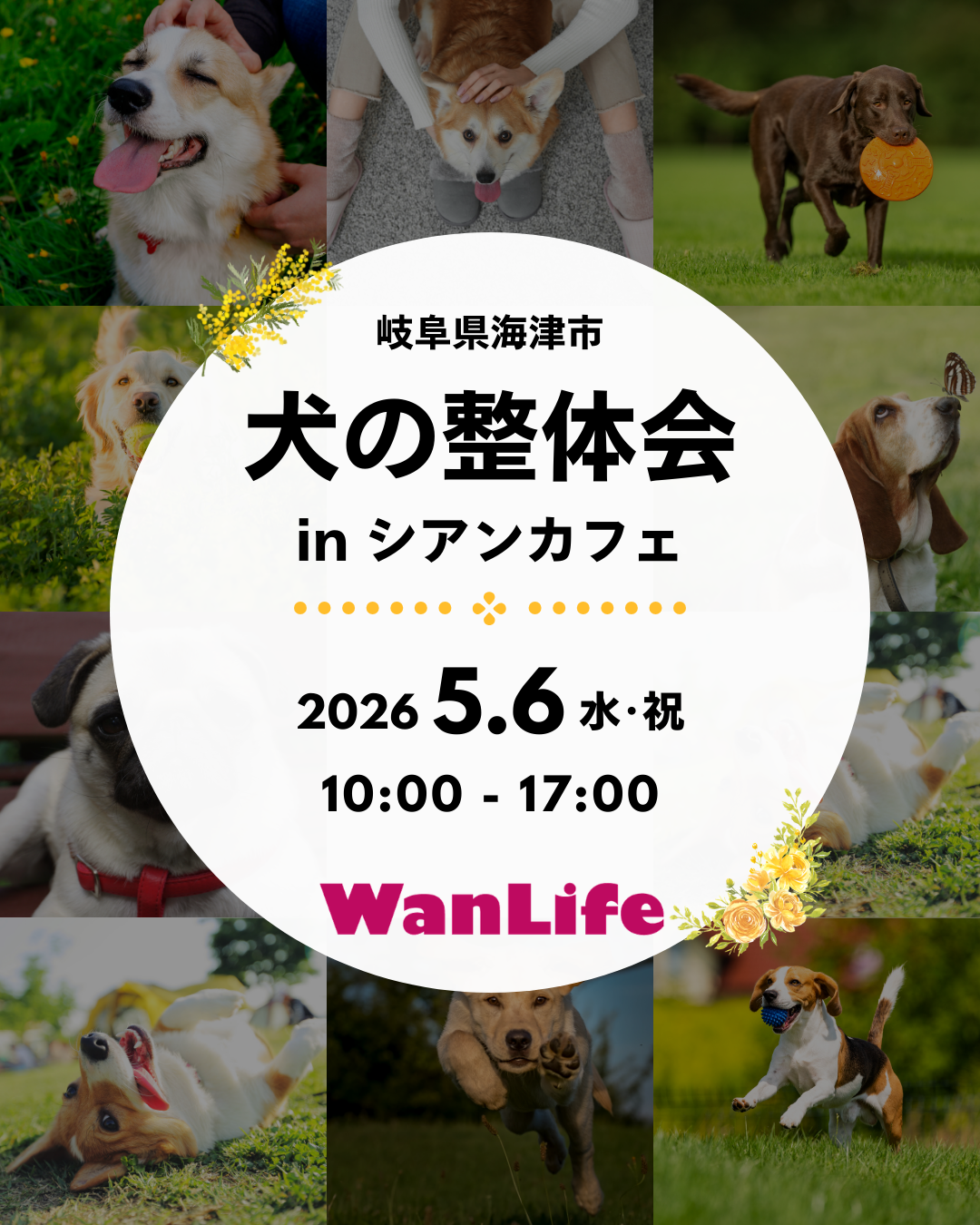 わんわん整体WanLife｜愛知・岐阜の犬の整体・メディセル筋膜リリース・オベロンアニマルスキャン・ネオヒーラー・温灸・食事療法｜