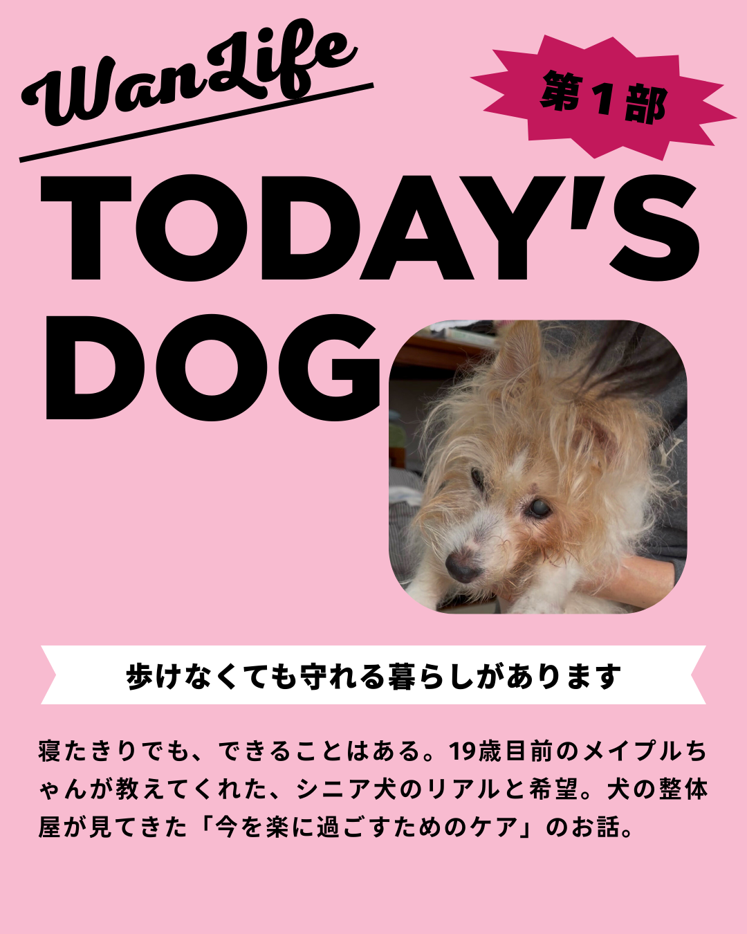 わんわん整体WanLife｜愛知・岐阜の犬の整体・メディセル筋膜リリース・オベロンアニマルスキャン・ネオヒーラー・温灸・食事療法｜