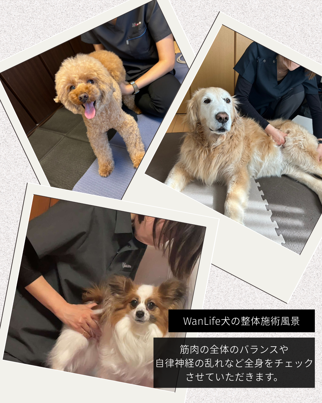 わんわん整体WanLife|愛知・岐阜の犬の整体・メディセル筋膜リリース・オベロンアニマルスキャン・ネオヒーラー・温灸・食事療法|