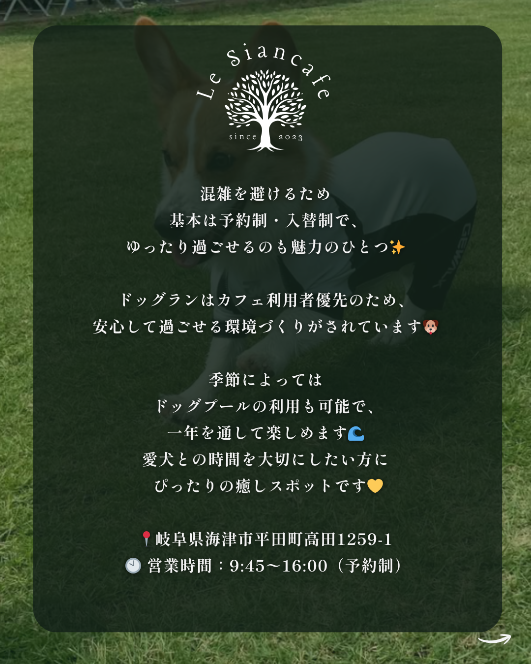 わんわん整体WanLife|愛知・岐阜の犬の整体・メディセル筋膜リリース・オベロンアニマルスキャン・ネオヒーラー・温灸・食事療法|