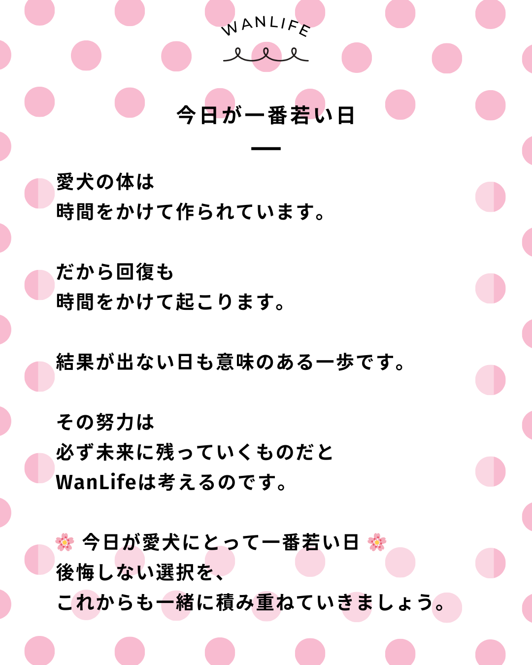 わんわん整体WanLife｜愛知・岐阜の犬の整体・メディセル筋膜リリース・オベロンアニマルスキャン・ネオヒーラー・温灸・食事療法｜