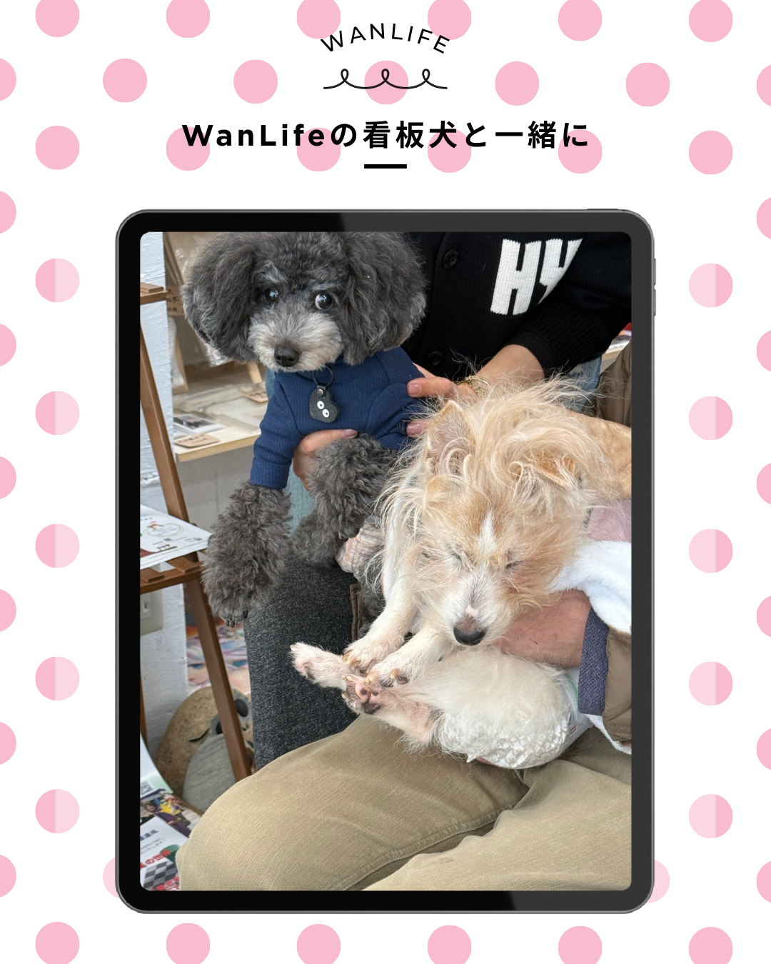 わんわん整体WanLife|愛知・岐阜の犬の整体・メディセル筋膜リリース・オベロンアニマルスキャン・ネオヒーラー・温灸・食事療法|