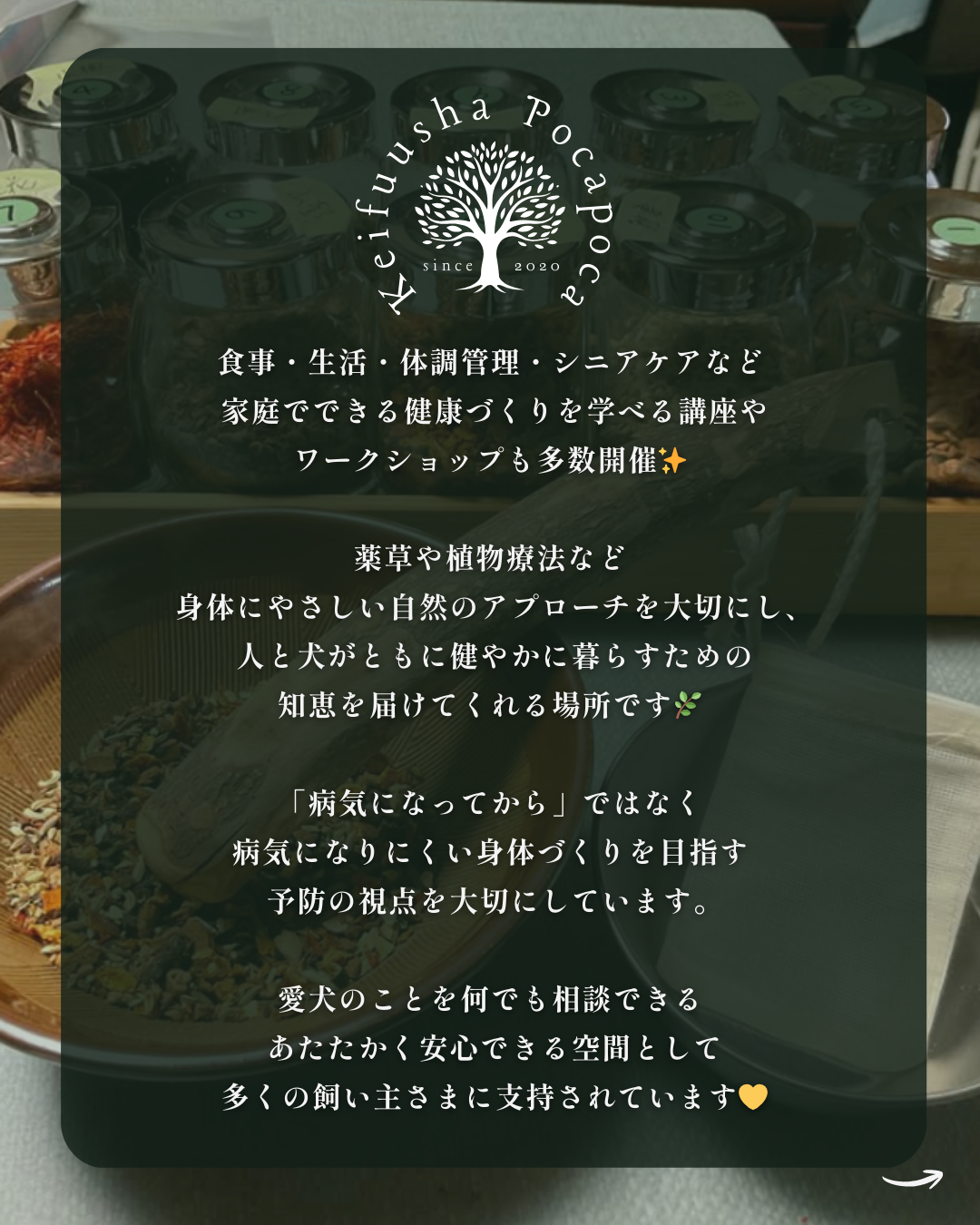 わんわん整体WanLife|愛知・岐阜の犬の整体・メディセル筋膜リリース・オベロンアニマルスキャン・ネオヒーラー・温灸・食事療法|