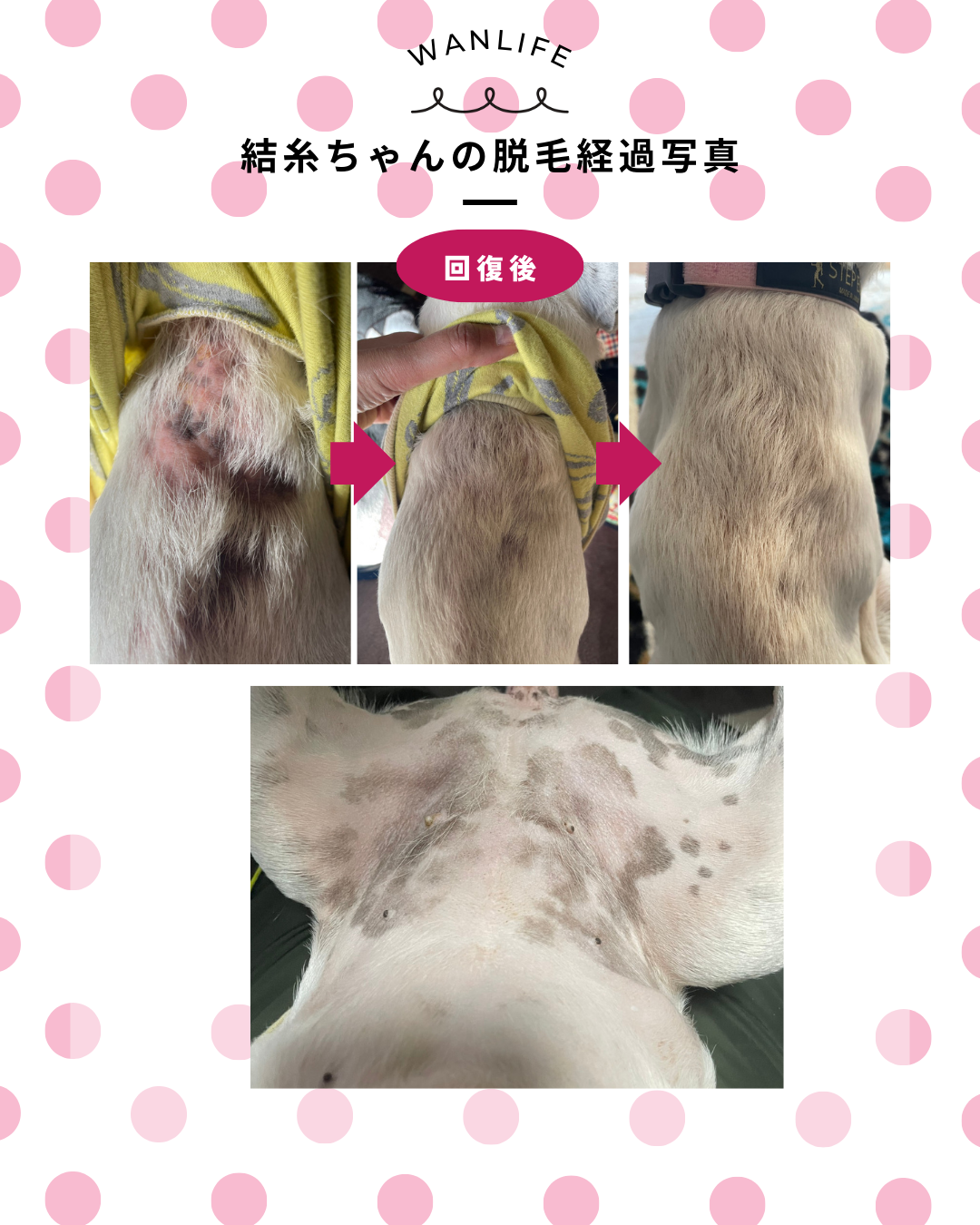 わんわん整体WanLife｜愛知・岐阜の犬の整体・メディセル筋膜リリース・オベロンアニマルスキャン・ネオヒーラー・温灸・食事療法｜