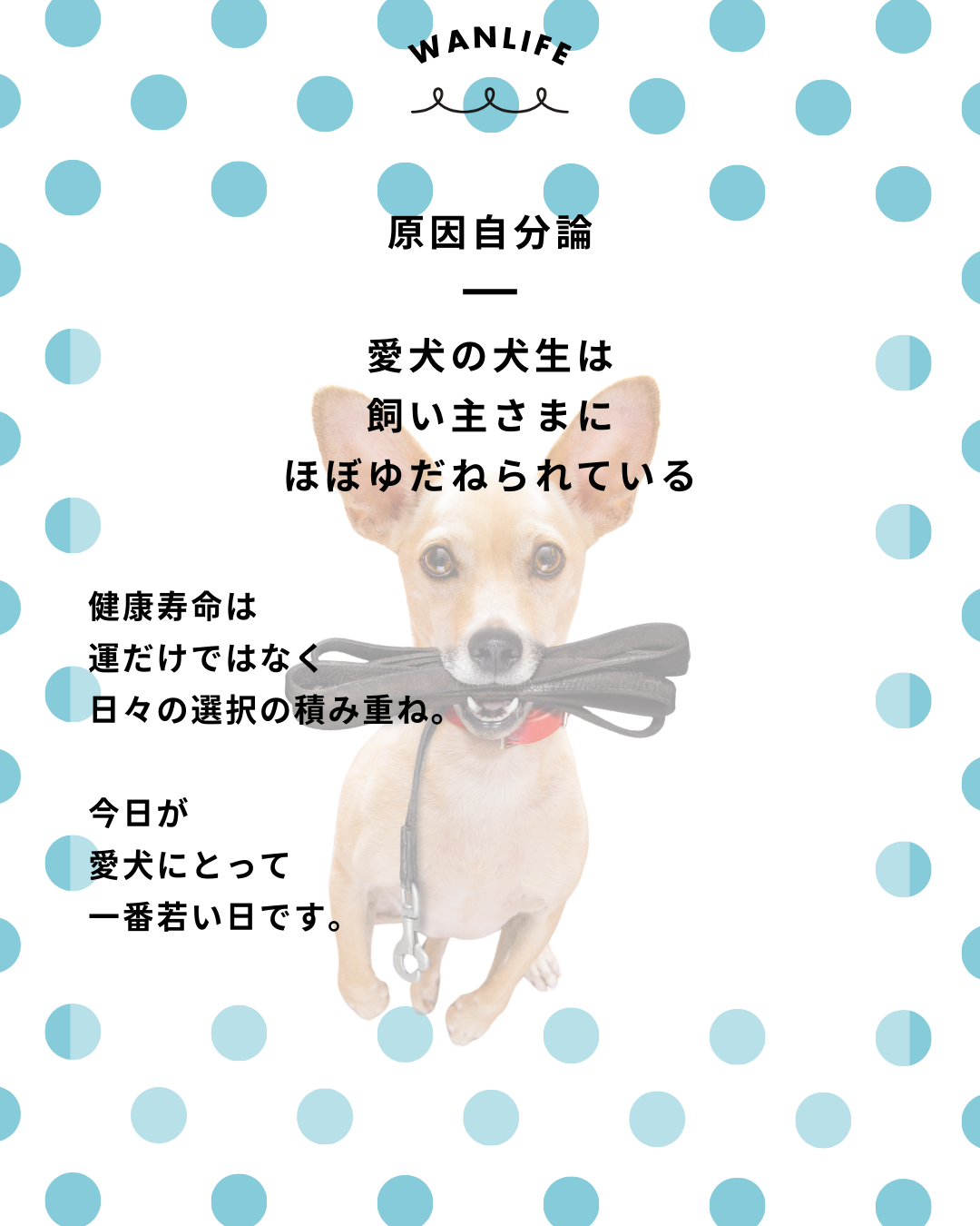 わんわん整体WanLife|愛知・岐阜の犬の整体・メディセル筋膜リリース・オベロンアニマルスキャン・ネオヒーラー・温灸・食事療法|