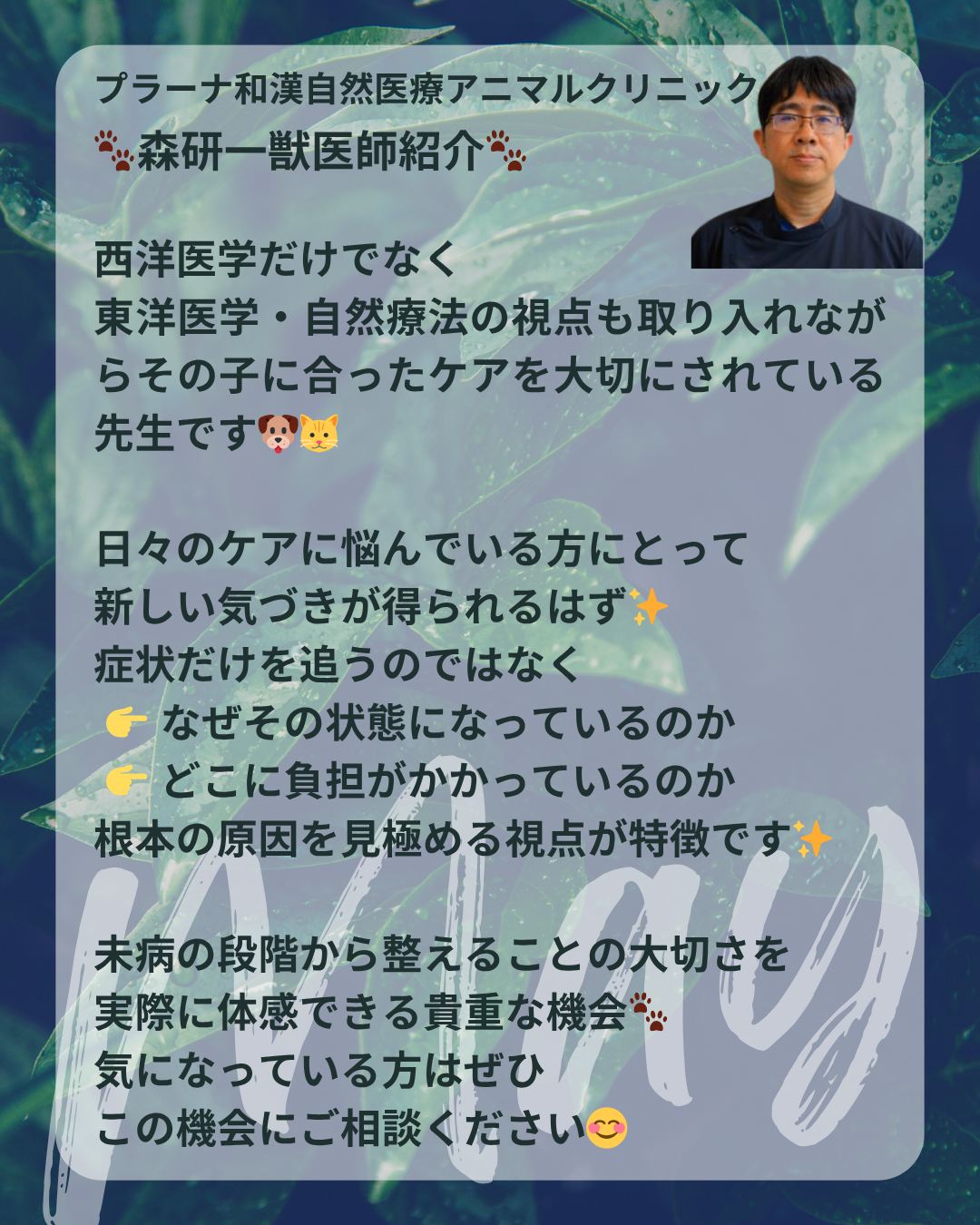 わんわん整体WanLife｜愛知・岐阜の犬の整体・メディセル筋膜リリース・オベロンアニマルスキャン・ネオヒーラー・温灸・食事療法｜