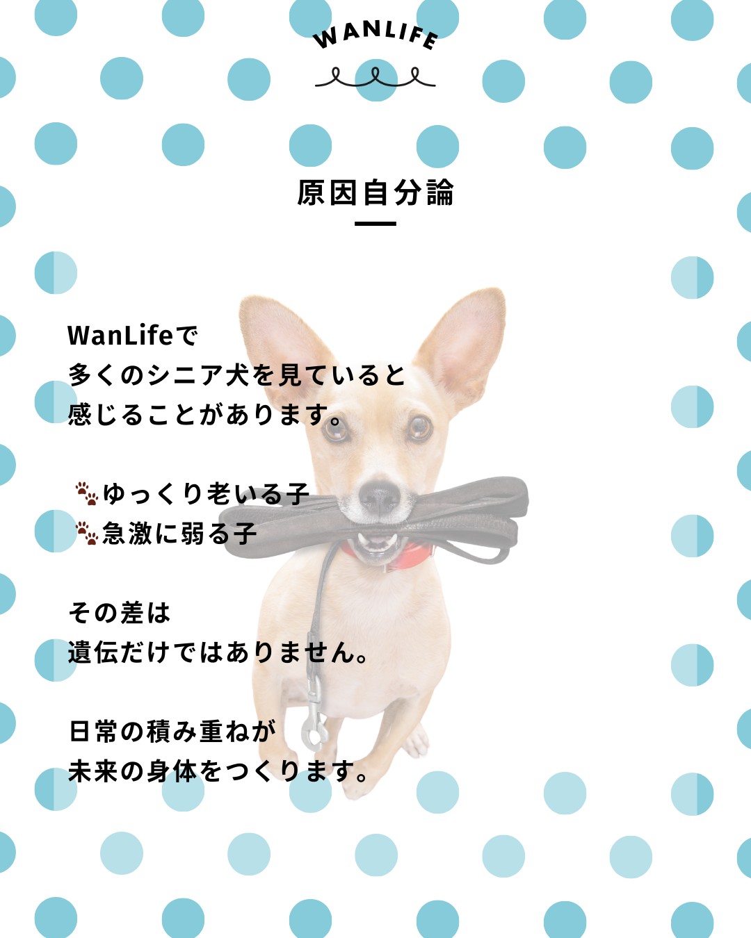 わんわん整体WanLife|愛知・岐阜の犬の整体・メディセル筋膜リリース・オベロンアニマルスキャン・ネオヒーラー・温灸・食事療法|