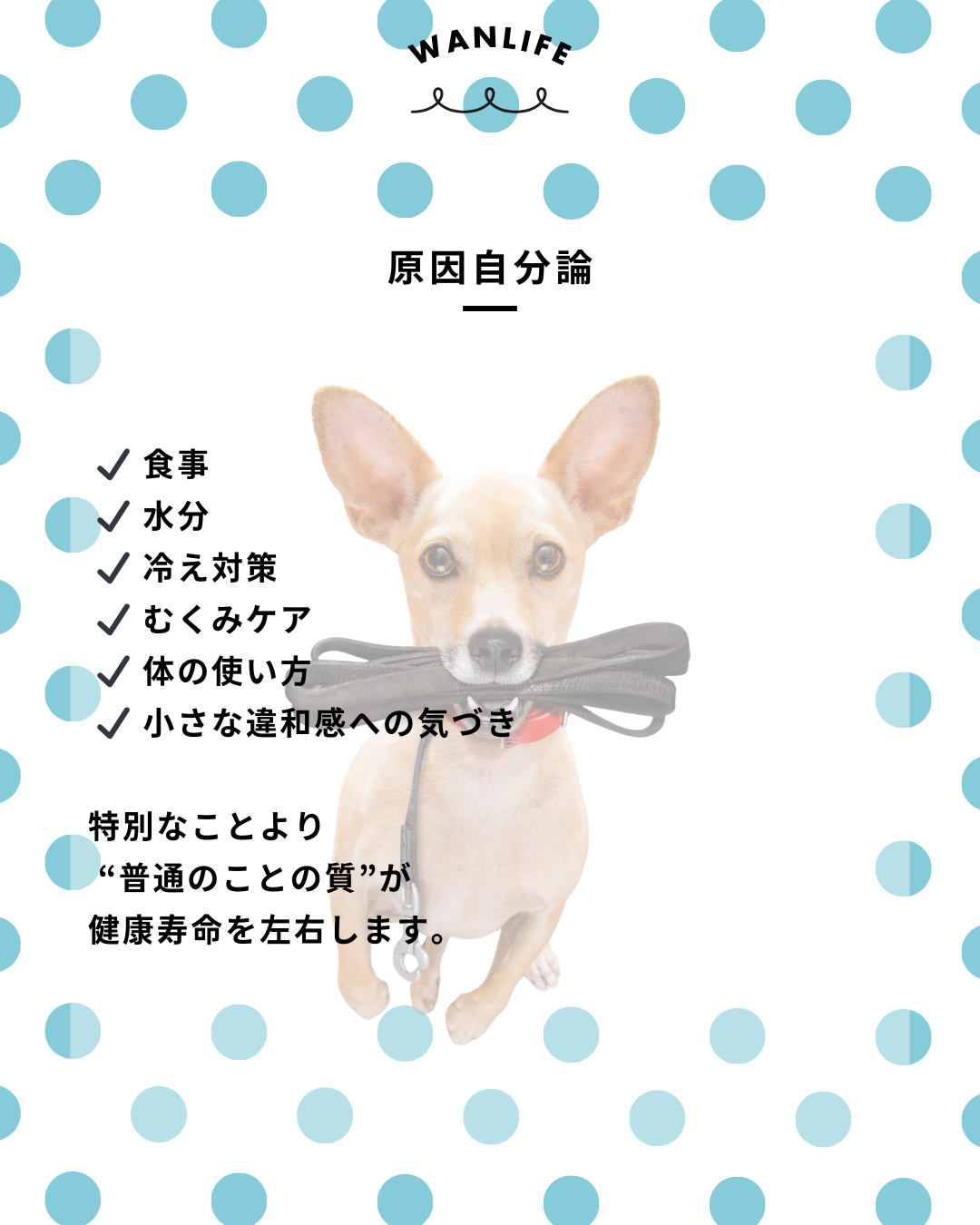 わんわん整体WanLife|愛知・岐阜の犬の整体・メディセル筋膜リリース・オベロンアニマルスキャン・ネオヒーラー・温灸・食事療法|