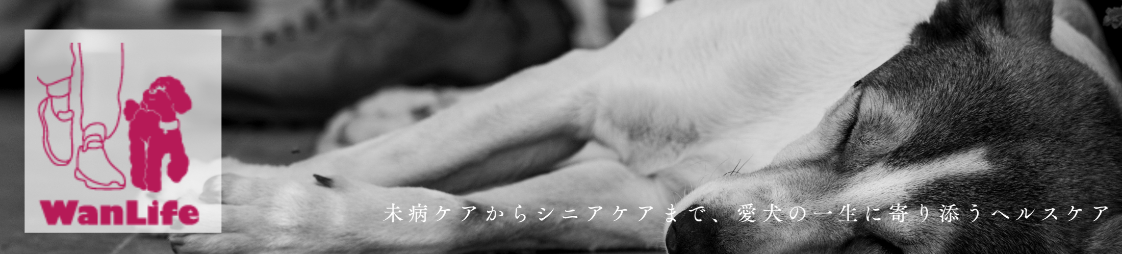 わんわん整体WanLife｜愛知・岐阜の犬の整体・メディセル筋膜リリース・オベロンアニマルスキャン・歩けるくん・ネオヒーラー・温灸・食事療法｜