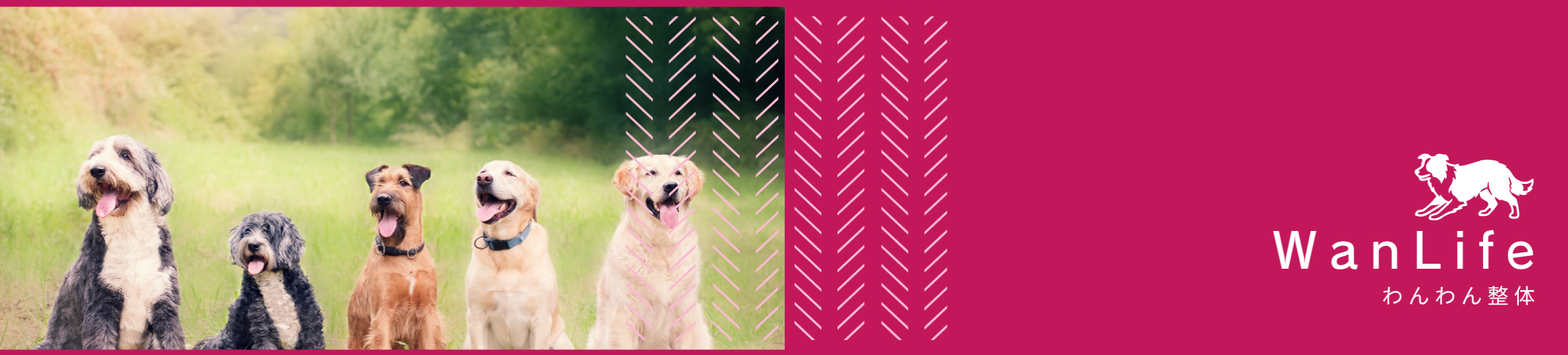 わんわん整体WanLife｜愛知・岐阜の犬の整体・メディセル筋膜リリース・オベロンアニマルスキャン・歩けるくん・ネオヒーラー・温灸・食事療法｜