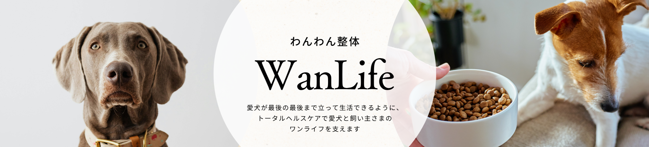 わんわん整体WanLife｜愛知・岐阜の犬の整体・メディセル筋膜リリース・オベロンアニマルスキャン・歩けるくん・ネオヒーラー・温灸・食事療法｜