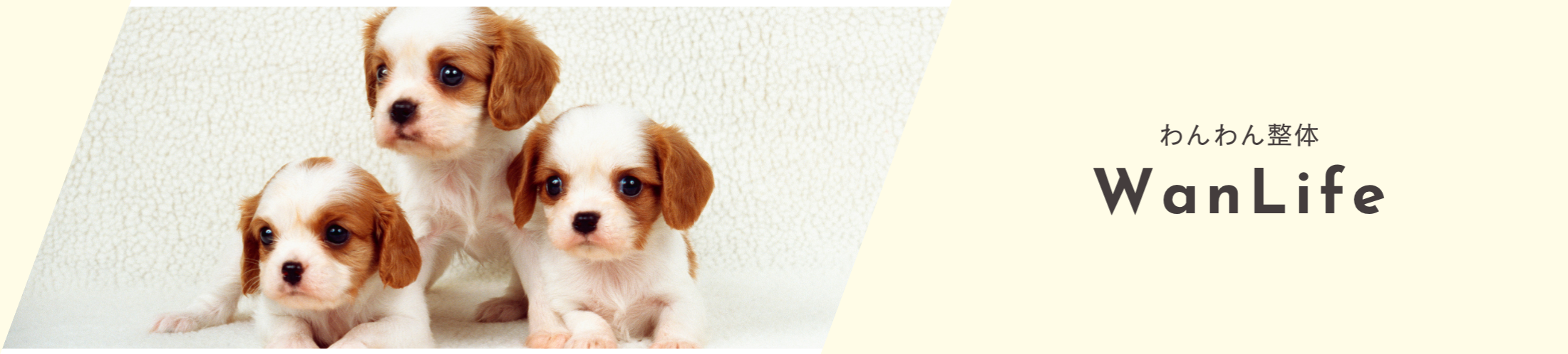 わんわん整体WanLife｜愛知・岐阜の犬の整体・メディセル筋膜リリース・オベロンアニマルスキャン・歩けるくん・ネオヒーラー・温灸・食事療法｜