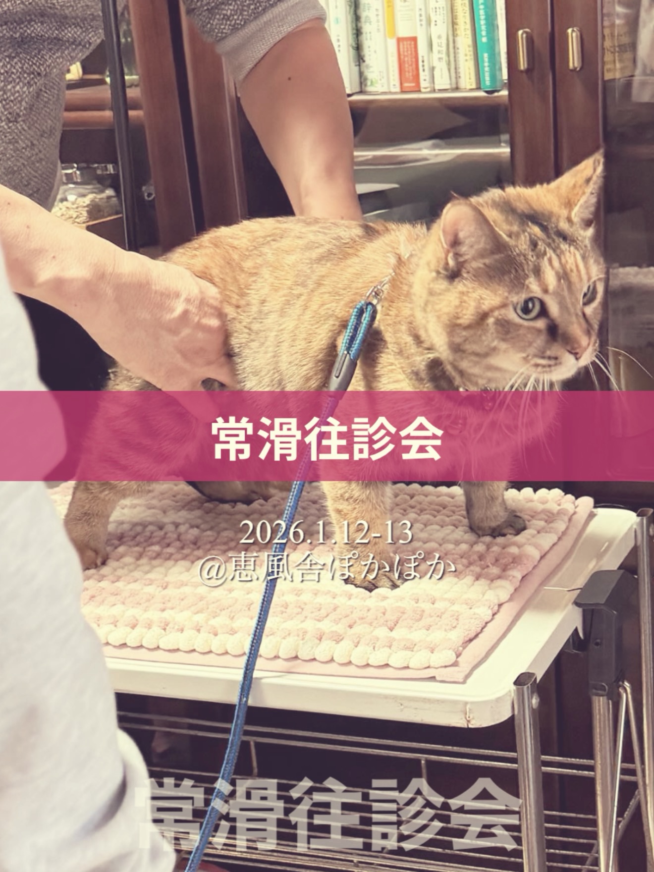 わんわん整体WanLife｜愛知・岐阜の犬の整体・メディセル筋膜リリース・オベロンアニマルスキャン・ネオヒーラー・温灸・食事療法｜