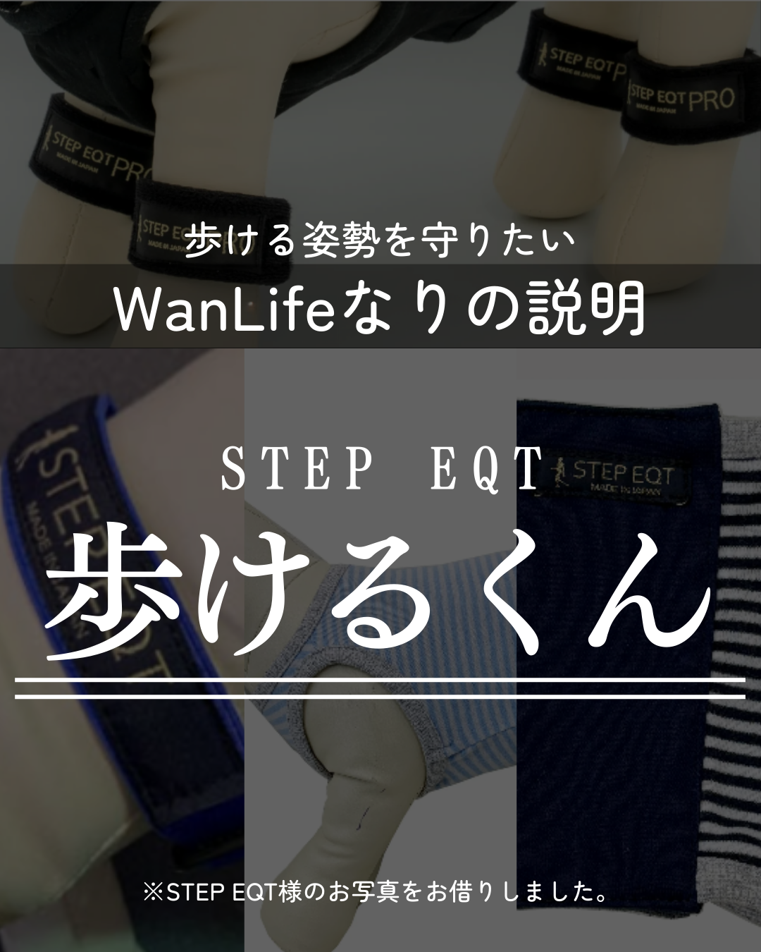 わんわん整体WanLife｜愛知・岐阜の犬の整体・メディセル筋膜リリース・オベロンアニマルスキャン・歩けるくん・ネオヒーラー・温灸・食事療法｜