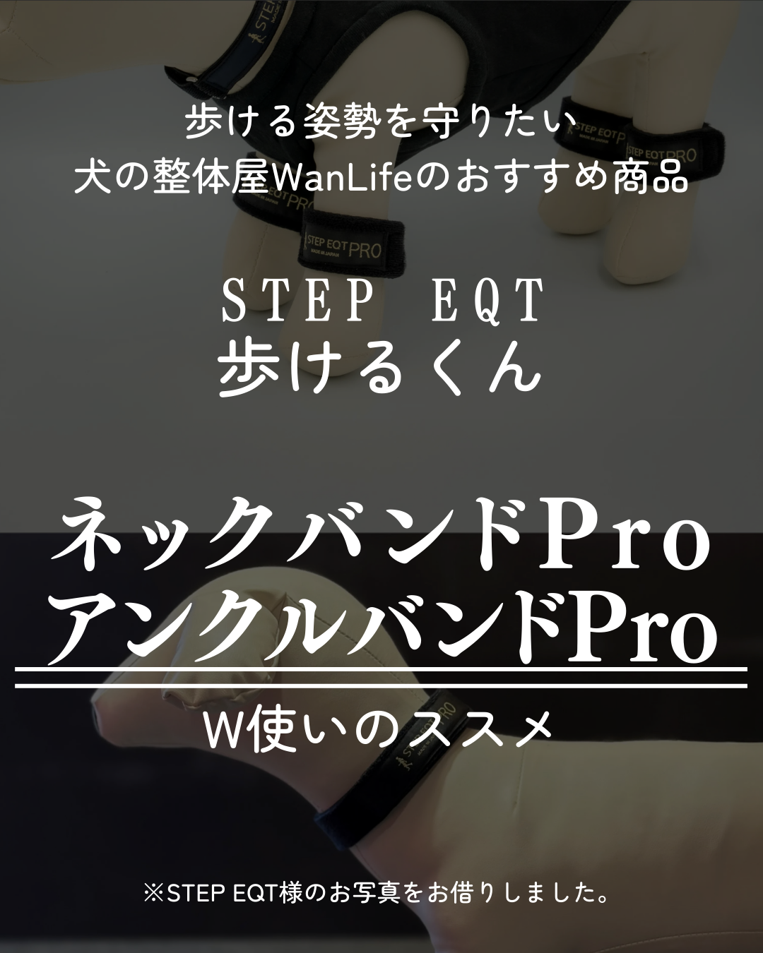 わんわん整体WanLife｜愛知・岐阜の犬の整体・メディセル筋膜リリース・オベロンアニマルスキャン・歩けるくん・ネオヒーラー・温灸・食事療法｜