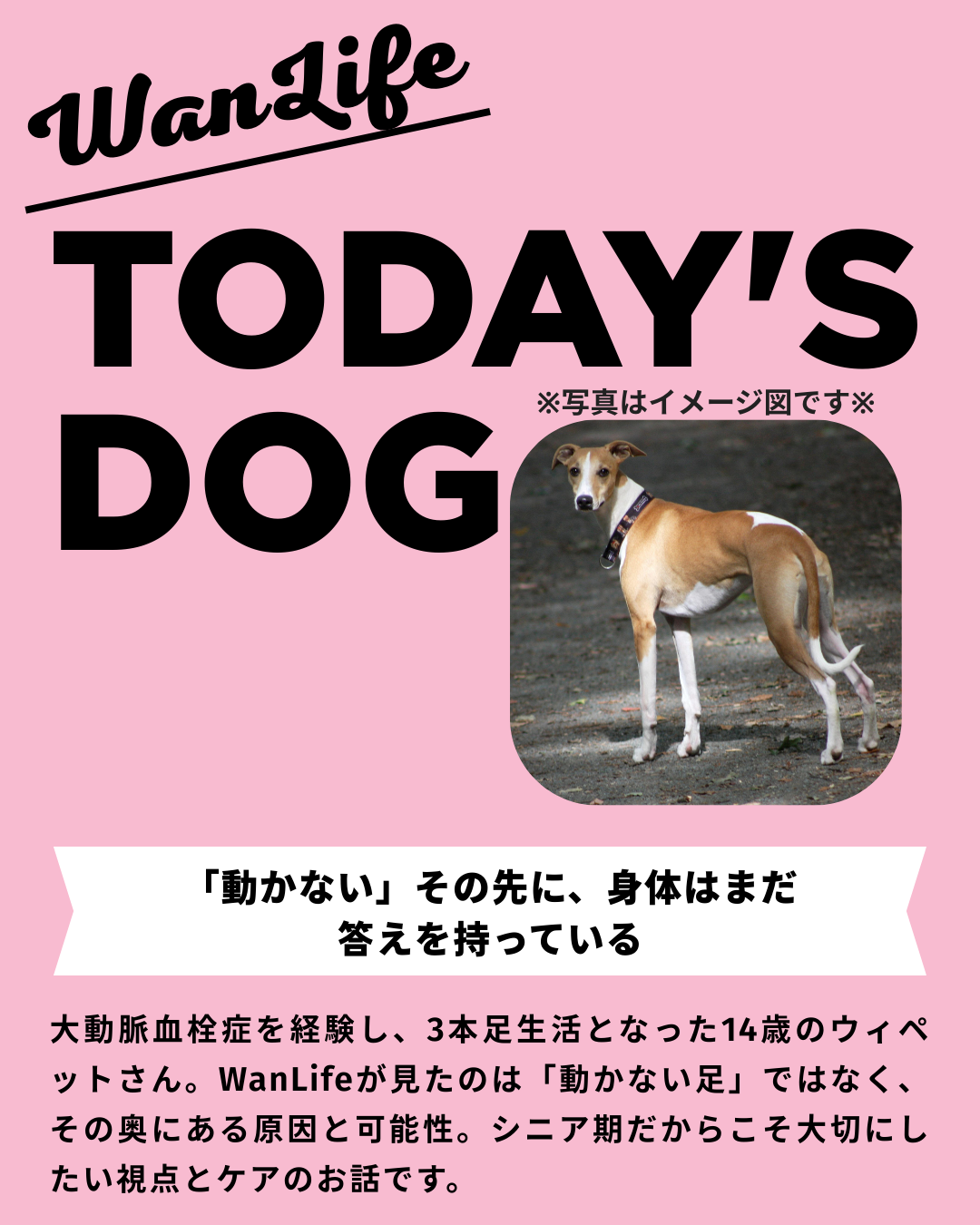 わんわん整体WanLife|愛知・岐阜の犬の整体・メディセル筋膜リリース・歩けるくん・オベロンアニマルスキャン・ネオヒーラー・温灸・食事療法|