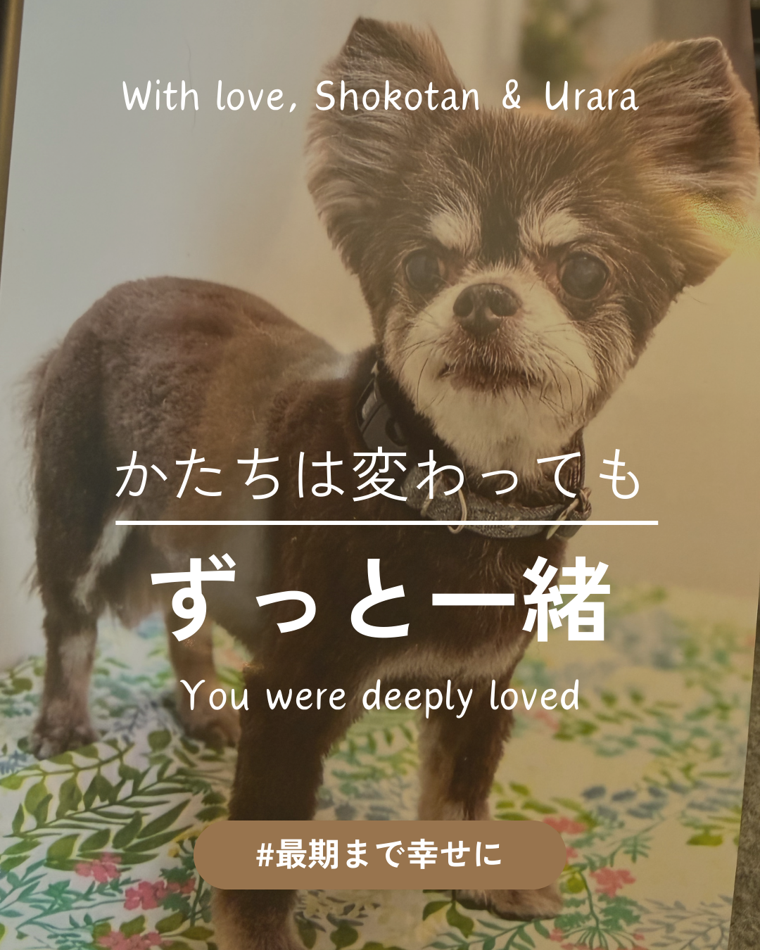わんわん整体WanLife｜愛知・岐阜の犬の整体・メディセル筋膜リリース・歩けるくん・オベロンアニマルスキャン・ネオヒーラー・温灸・食事療法｜