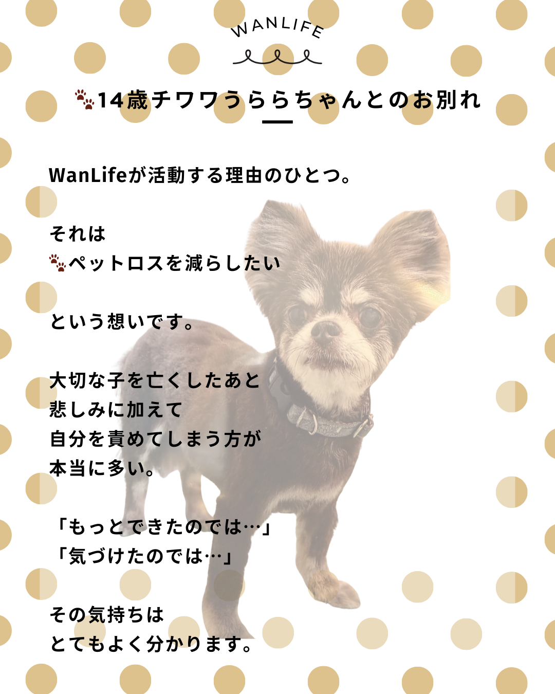わんわん整体WanLife｜愛知・岐阜の犬の整体・メディセル筋膜リリース・歩けるくん・オベロンアニマルスキャン・ネオヒーラー・温灸・食事療法｜