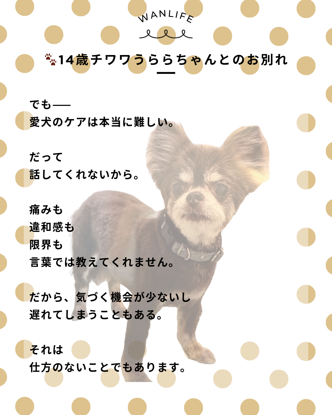 わんわん整体WanLife｜愛知・岐阜の犬の整体・メディセル筋膜リリース・歩けるくん・オベロンアニマルスキャン・ネオヒーラー・温灸・食事療法｜