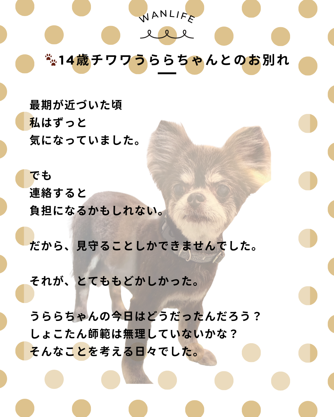 わんわん整体WanLife｜愛知・岐阜の犬の整体・メディセル筋膜リリース・歩けるくん・オベロンアニマルスキャン・ネオヒーラー・温灸・食事療法｜