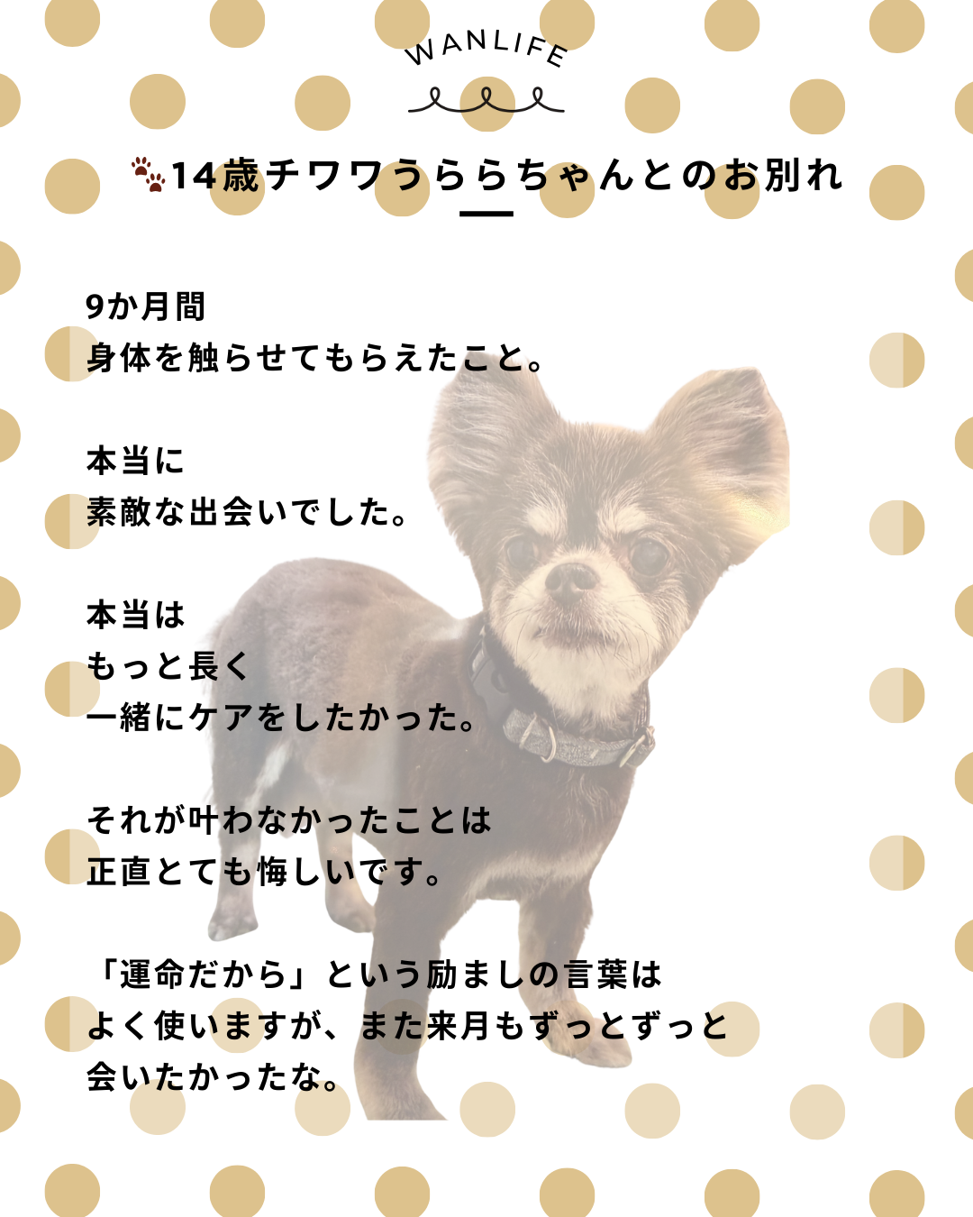 わんわん整体WanLife｜愛知・岐阜の犬の整体・メディセル筋膜リリース・歩けるくん・オベロンアニマルスキャン・ネオヒーラー・温灸・食事療法｜