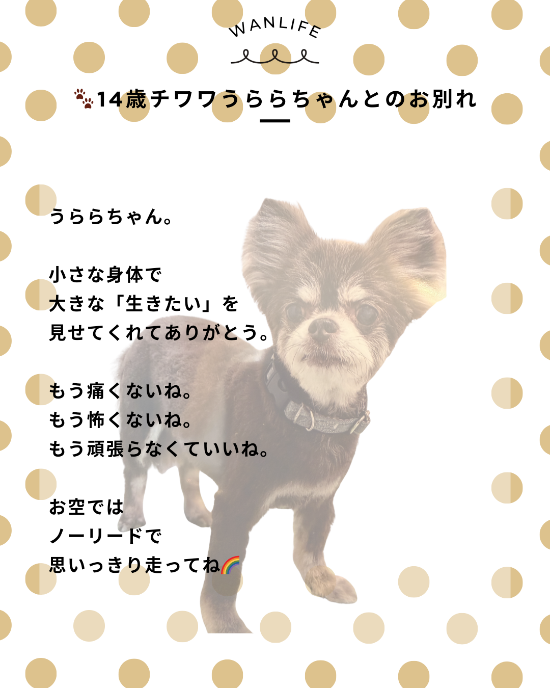 わんわん整体WanLife｜愛知・岐阜の犬の整体・メディセル筋膜リリース・歩けるくん・オベロンアニマルスキャン・ネオヒーラー・温灸・食事療法｜