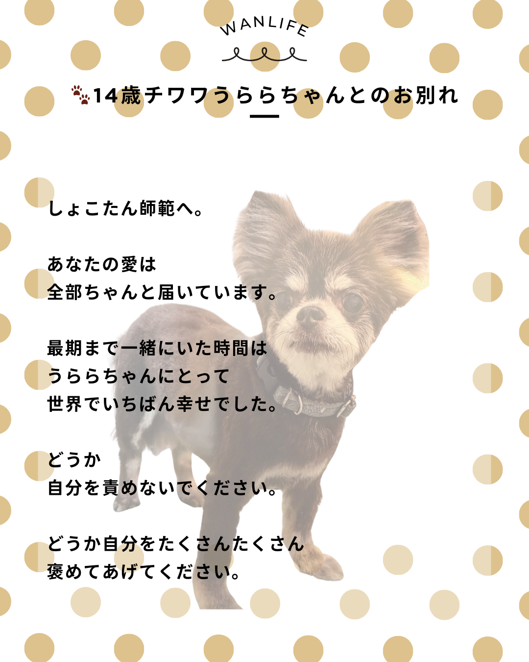 わんわん整体WanLife｜愛知・岐阜の犬の整体・メディセル筋膜リリース・歩けるくん・オベロンアニマルスキャン・ネオヒーラー・温灸・食事療法｜