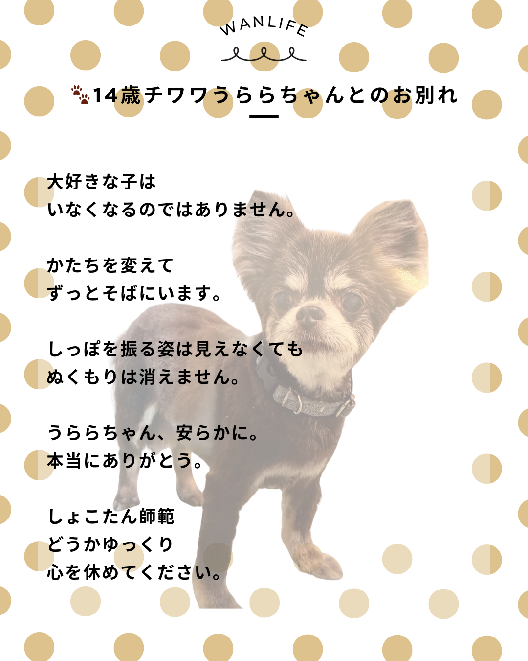 わんわん整体WanLife｜愛知・岐阜の犬の整体・メディセル筋膜リリース・歩けるくん・オベロンアニマルスキャン・ネオヒーラー・温灸・食事療法｜