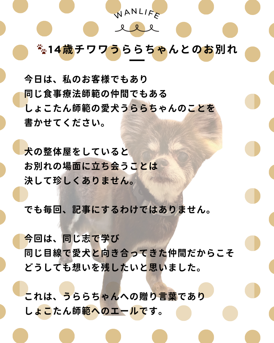 わんわん整体WanLife｜愛知・岐阜の犬の整体・メディセル筋膜リリース・歩けるくん・オベロンアニマルスキャン・ネオヒーラー・温灸・食事療法｜