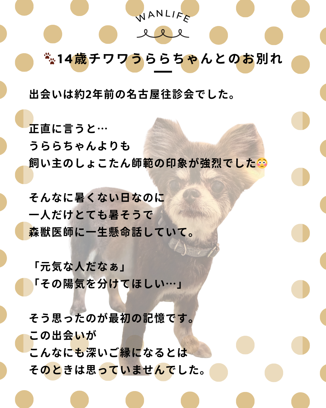 わんわん整体WanLife｜愛知・岐阜の犬の整体・メディセル筋膜リリース・歩けるくん・オベロンアニマルスキャン・ネオヒーラー・温灸・食事療法｜