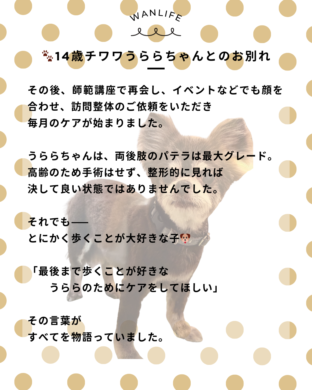 わんわん整体WanLife｜愛知・岐阜の犬の整体・メディセル筋膜リリース・歩けるくん・オベロンアニマルスキャン・ネオヒーラー・温灸・食事療法｜