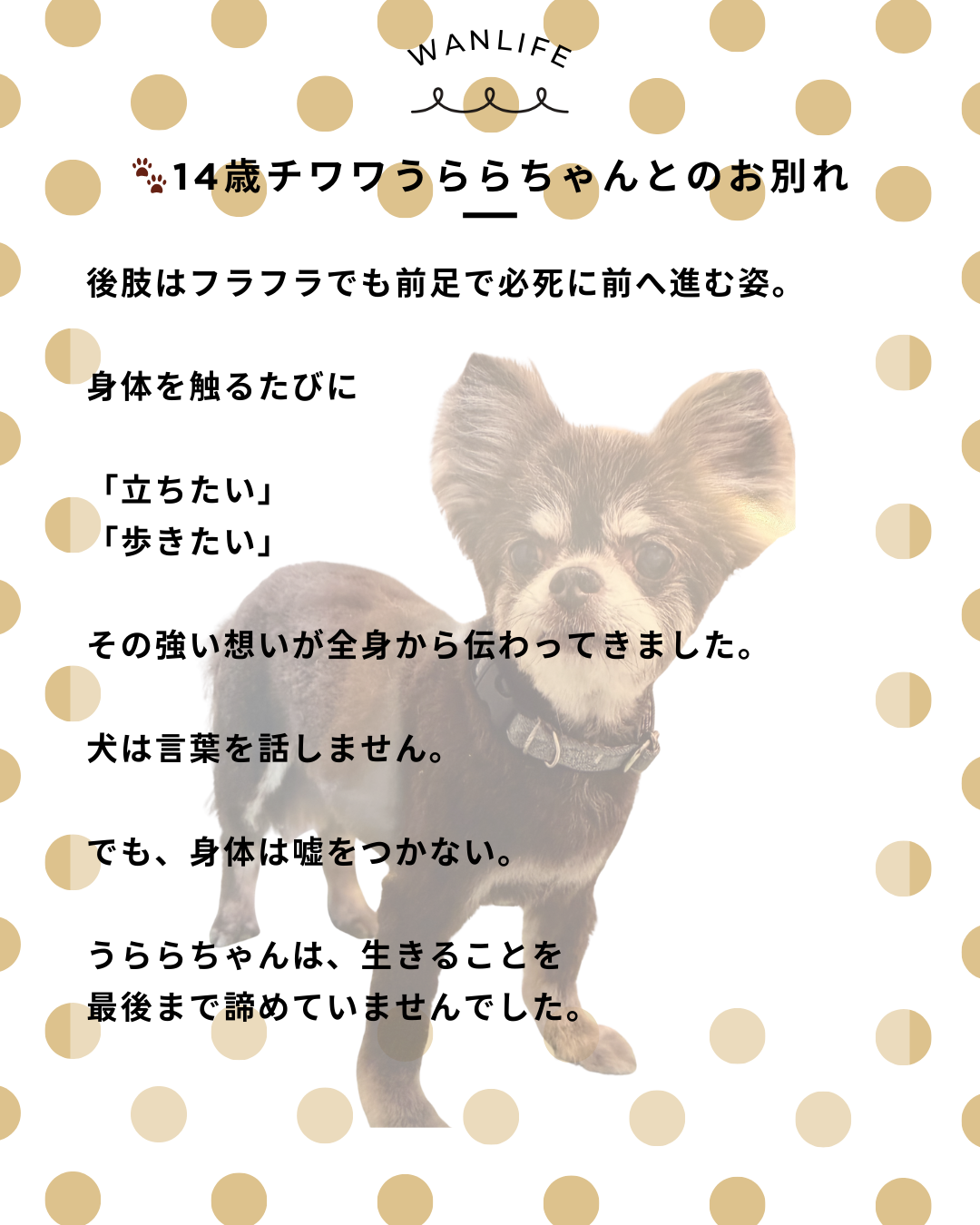 わんわん整体WanLife｜愛知・岐阜の犬の整体・メディセル筋膜リリース・歩けるくん・オベロンアニマルスキャン・ネオヒーラー・温灸・食事療法｜