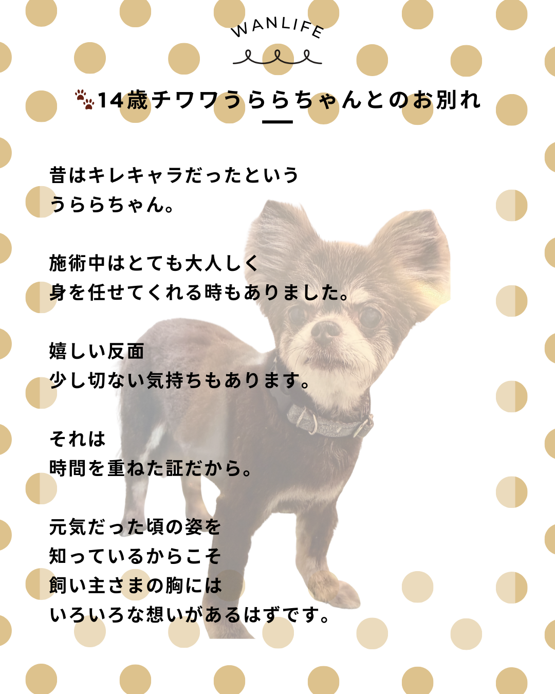 わんわん整体WanLife｜愛知・岐阜の犬の整体・メディセル筋膜リリース・歩けるくん・オベロンアニマルスキャン・ネオヒーラー・温灸・食事療法｜